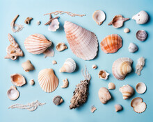 Seashells Collection On A Blue Background. Marine Themed Flat Lay. Generative AI
