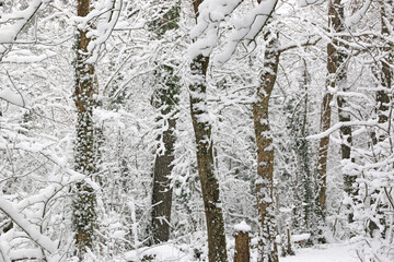 Wall Mural - Trees in the snow after a winter storm