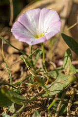 Poster - Macro de fleur de liseron des champs