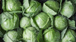 background of ripe early cabbage, top view. green cabbage in the market.