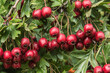 bunch of red, ripe berries of a hawthorn