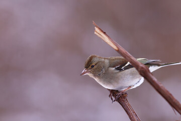 Wall Mural - A finch sits between parallel vines... , against a blurred pink background...
