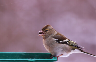 Wall Mural - 
A finch sits in a feeder and holds a seed in its beak, on a blurred pink background....