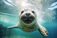 Cute Sea Lion Playing Underwater (Generative Ai)