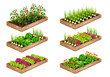 Set of wooden garden beds with growing vegetables: tomatoes, lettuce, onion, cabbage, calendula. Watercolor elements on the theme of gardening, spring seedlings, growing vegetables.