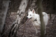 White swiss shepherd in the forest. Selective focus.