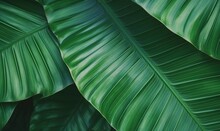  A Close Up Of A Large Green Plant With Large Leaves.  Generative Ai