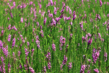  blooming Spiked Loosestrlfe or Purple Lythrum flowers,close-up of purple Lythrum flowers blooming in the garden at sunny day
