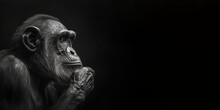 Black And White Photorealistic Studio Portrait Of A Chimpanzee On Black Background. Generative AI Illustration