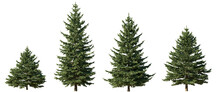 Set Of 4 Picea Pungens Colorado Blue Green Spruce Evergreen Pinaceae Needled Tree Isolated Png On A Transparent Background Perfectly Cutout 
