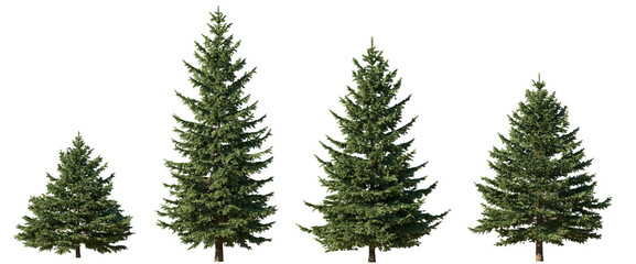Wall Mural - picea pungens colorado blue green spruce evergreen pinaceae needled tree isolated png on a transpare