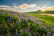 Hillside Covered with Purple Lupine Glows in the last light of afternoon