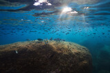Fototapeta Do akwarium - a lot of fish swims over the stones in the rays of the sun underwater. underwater fish photography