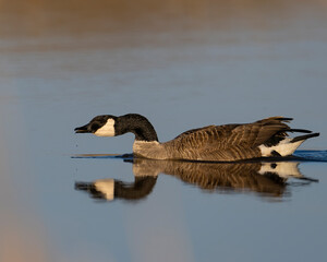 Wall Mural - Cananda Goose reflection