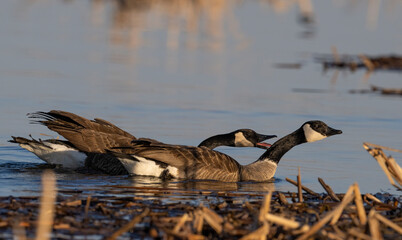 Wall Mural - Canada Goose courtship