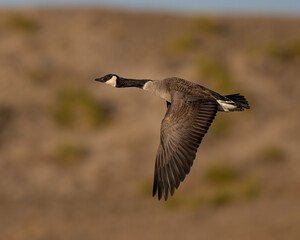 Wall Mural - Canada Goose in flight