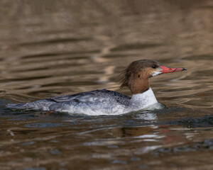 Wall Mural - Female Common Merganser