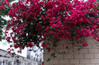 Magenta Bougainvillea blooming on the wall in spring. Bougainvillea is a genus of thorny ornamental vines, bushes, and trees with colorful papery bracts.