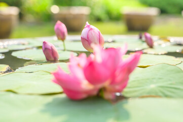 Wall Mural - Young lotus flower with natural background