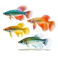 Wall Mural - Guppies isolated on white background, generate ai