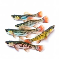 Wall Mural - Killifish isolated on white background, generate ai