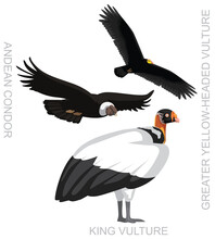 Cute Bird King Vulture Andean Condor Set Cartoon Vector