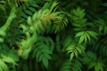  Sorbaria sorbifolia, the leaves of shrub. Green background, the plant in the nature with copy space. High quality photo