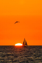 Wall Mural - silhouette of sailboat and pelican flying at sunset with sun behind in puerto vallarta jalisco 