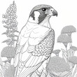 South American peregrine falcon illustrated with black lines on white background for coloring. Generative AI.