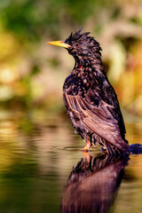 Poster - European starling (Sturnus vulgaris) taking a bath in a pond in spring.