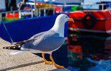 Beautiful Seagull On Harbor With Fishing Boat- Asturias, Spain