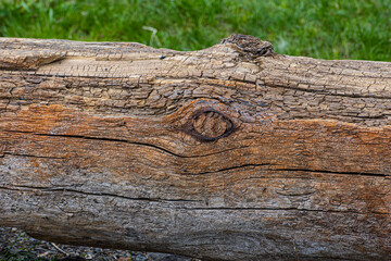 Wall Mural - A fragment of an old pine log in close-up