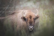 © Cavan Images - european bison in natural environment