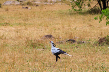 Wall Mural - Secretarybird or secretary bird (Sagittarius serpentarius) walking in Serengeti national park, Tanzania