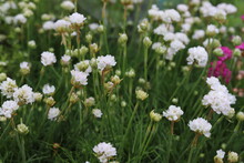 Armeria Maritima. Pink And White  Sea Thrift Flowers In Garden. Close Up.