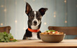 A dog eating a bowl of dog food. Alert black and white dog with vibrant collar sits attentively beside a bowl of food. The backdrop of twinkling lights creates a serene dining environment.