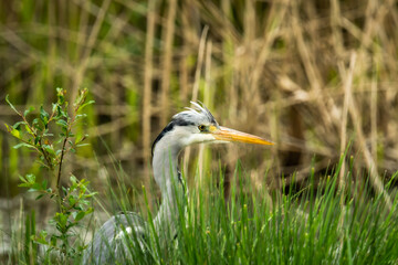 Wall Mural - great heron