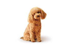 Cute Toy Poodle Sitting On White Background