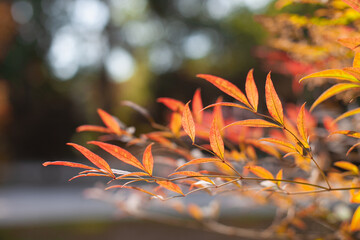 Wall Mural - red and yellow leaves autumn background with selective focus