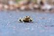common toad on the asphalt road