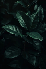 Wall Mural - Lush green plants adorn a dark background. Natural elegance, perfect for various design projects. The intricate details of leaves. Elegant luxury texture. Dark jungle foliage. Botanical. Generative AI