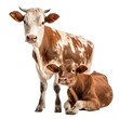 Cow and calf. Brown cow and calf stand together. Isolated on a transparent background. KI.
