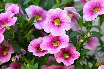 Wall Mural - i believe this flower is a bloomtastic rose quartz calibrachoa. lots of pink and purple and yellow i