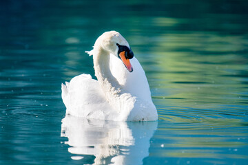 Wall Mural - close up of a swan on turquoise colored Lake Brienz in Iseltwald