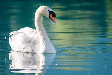 Wall Mural - close up of a swan on turquoise colored Lake Brienz in Iseltwald