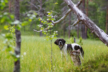 Poster - Dog english pointer