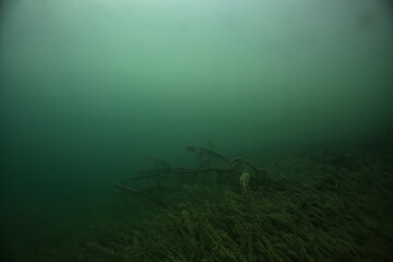 Wall Mural - underwater landscape green algae background abstract water