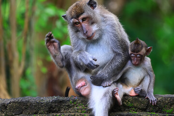 Wall Mural - monkey family cleaning grooming wild park