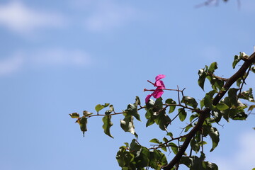 Canvas Print - flowers against blue sky