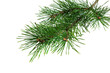 spring pine on a transparent isolated background. PNG